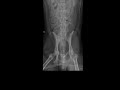 it s your case day 16 2.5 yo mn mixed breed dog with stranguria for 1 week and 1 day of dysuria