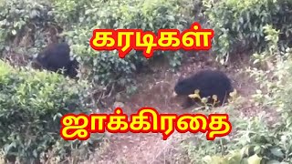 டீ எஸ்டேட்ல கரடி! Bear in T Estate