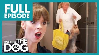 Troubled Terrier Bites his Owner EVER DAY! | Full Episode | It's Me or The Dog
