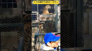 【ノースサファリサッポロ】①超危険なトラの餌やり体験前の一コマ🐅 非日常体験🐯 北海道札幌市✨ #shorts #ninjya #ノースサファリサッポロ #札幌市 #スティーブ #トレーシー