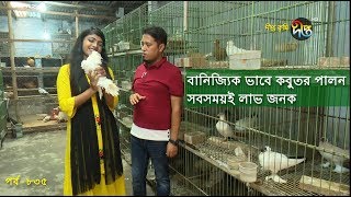 Deepto Krishi/দীপ্ত কৃষি- বানিজ্যিক ভাবে কবুতর পালন সবসময়ই লাভ জনক | পাবনা | deepto tv