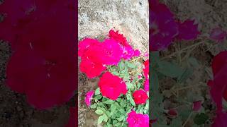 #కాశ్మీర్ గులాబీ😍😍#ytshorts#shorts#kashmir rose plant