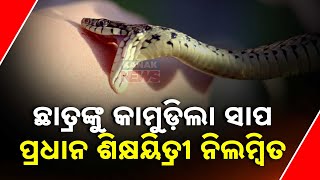 Student Bitten By Snake In Pipili | Headmistress Suspended By District Education Officer