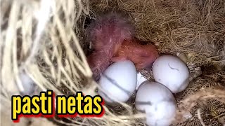 do this! so that lovebird eggs can hatch