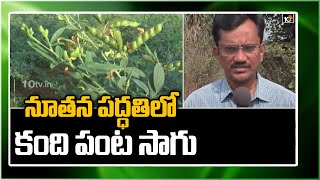 నూతన పద్ధతిలో కంది పంట సాగు | Redgram Cultivation Methods | Matti Manishi | 10TV