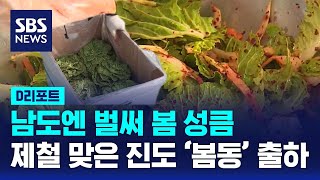 남도엔 봄 성큼…제철 맞은 진도 '봄동' 출하 / SBS / #D리포트