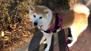 I am Claire  2歳の秋田犬クレア　お散歩からの飼い主を玄関で出迎え