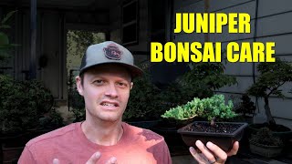 How To Keep Your New Juniper Bonsai Tree Alive