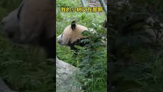 可爱的大熊猫宝宝配上他家乡四川话