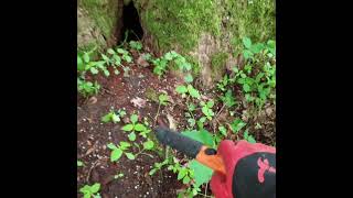 1000 years Ancient finds under the big ancient tree