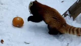 かぼちゃに体当たり☆円山動物園レッサーパンダ