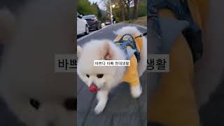 서울대에 산책하러 간 강아지 #shorts