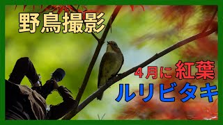 野鳥撮影Vlog　４月の紅葉ルリビタキ「薬師池」 | 野鳥観察 | カワセミ出没地域 | Birdwatching shot on SONY a7Ⅳ