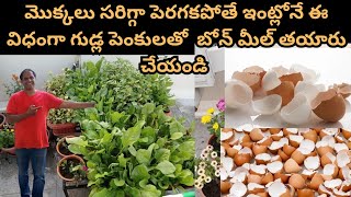 #harishvlogs How to Prepare Bone Meal Using Egg Shells at Home for Your Terrace or Home Garden