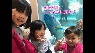 二フレル　水族館エキスポシティー　NIFREL Nifureru