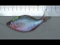 【タナゴ釣り 小物釣り】斜面林の間を流れる小さな川で小物釣り エサ：グルテン１ ワン 2023年6月下旬