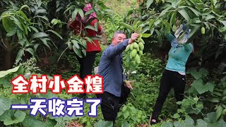 全村金煌芒，王胖一天收完，果农种果有盼头【王玮先生】