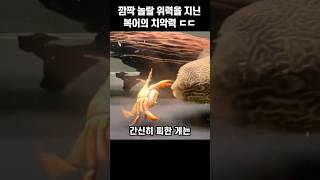 깜짝 놀랄 위력을 지닌 복어의 치악력