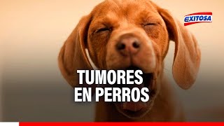 🔴🔵Tumores en perros: ¿Qué razas de perros están predispuesto a desarrollar tumores?