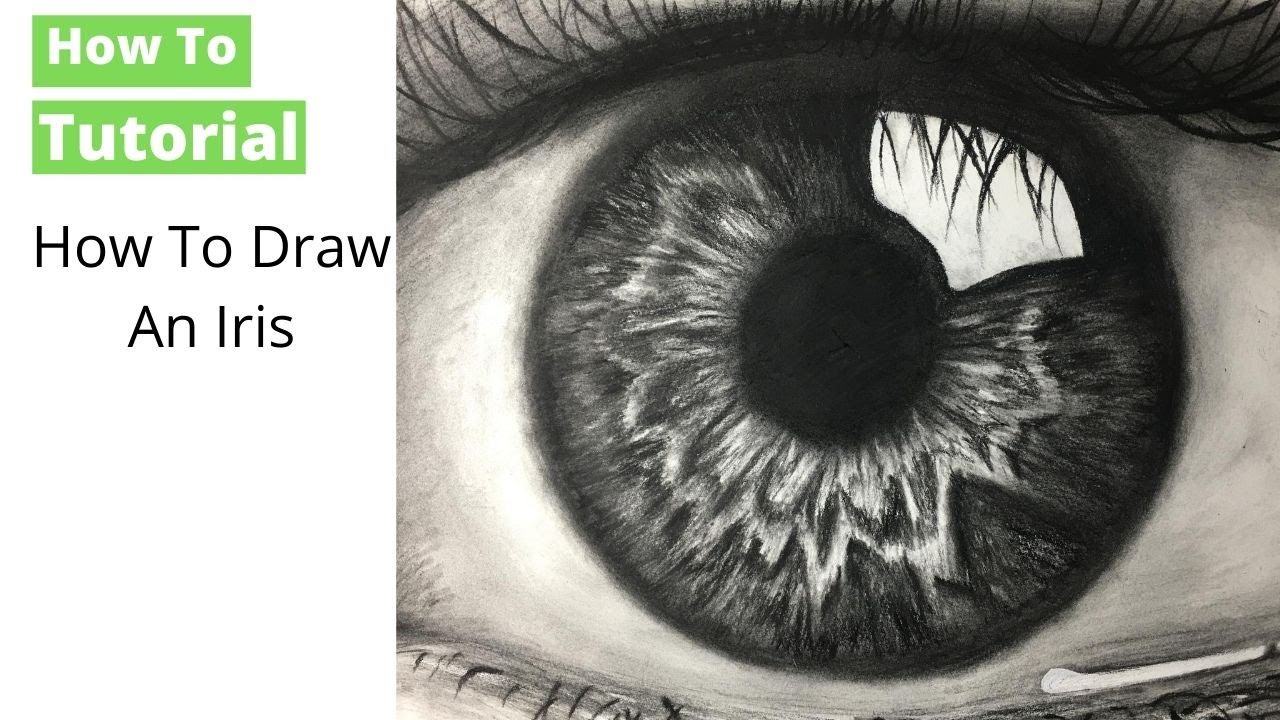 Iris Eye Drawing Color Step By Step At Esteban Roder Blog