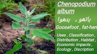 Bathu, Bathua, Bathoo, Chenopodium album benefits and adverse affects  باتھو کے فائدے اور نقصانات