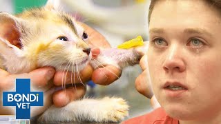 Kitten Has Brain Damage Symptoms After Fall From Scratching Post 😰 | Bondi Vet Clips | Bondi Vet