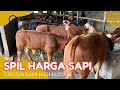 Spil harga sapi pedet mulai Limosin 7,5 juga ada 2 ekor 11 jutaan