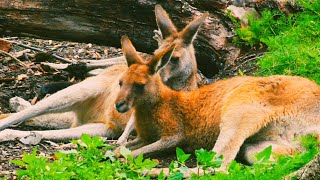 Eastern Grey Kangaroo: The Iconic Australian Animal