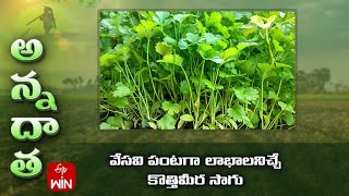 వేసవి పంటగా లాభాలనిచ్చే కొత్తిమీర సాగు | Tips for good yields from summer coriander | ETV