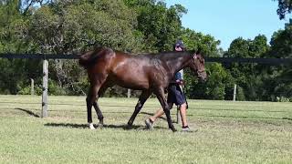 Lot 331 ROYAL MEETING x SINGULAR SENSATION filly Adelaide Magic Millions 2023