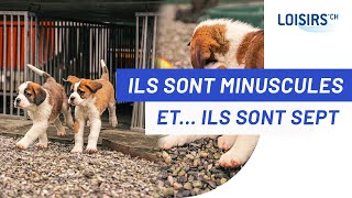 Sept nouveaux petits chiots à Barryland