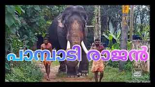 pambadi rajan പാമ്പാടി രാജൻ| THE UNIVERSAL KING | PAMBADI RAJAN | Pambady Rajan Kerala Elephant