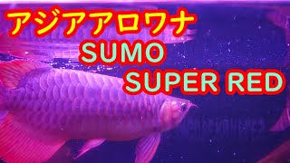 飼育している魚の紹介 アジアアロワナ（紅龍）「SUMO SUPER RED」