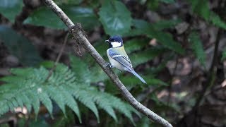 舞岡公園のシジュウカラ　その３（4K60P動画）