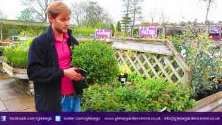 Cistus | Glebe Garden Centre Leicester