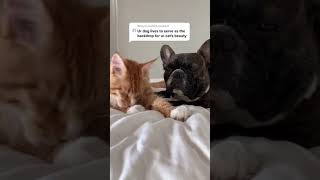 Funniest Cats 😹- Best Of The 2022 Funny Cat Videos 😂- Funny Cats Compilation 😹- Funniest Cats Ever
