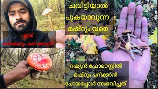 🍄Mushroom hunt in Russian forest|ഈ കൂണുകൾ കഴിച്ചാൽ എന്ത്  സംഭവിക്കും ?