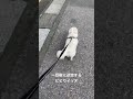 ビビり犬の散歩 チワペキ ペキチワ ペキチー