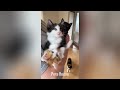 you laugh you lose😆😄funniest dogs and cats 2025🙀😹 40 pets hacve