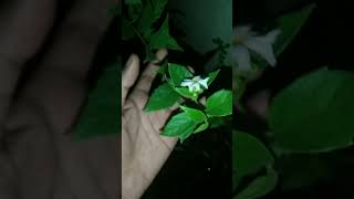 Pavizhamalli 😍😍😍 // Coral Jasmine 😍