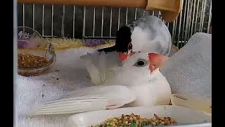 文鳥の介護#42れいの見守り java sparrow