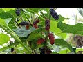 Mulberry tree pruning technique/ how to get mulberry give fruits by pruning