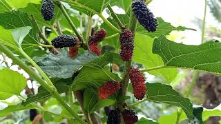 Mulberry tree pruning technique/ how to get mulberry give fruits by pruning