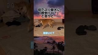 寝たふり柴犬に「散歩行く？」と言うと...#shorts #dog