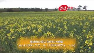 いちおし!青森うまいものプラス#02「横浜町の菜の花」編