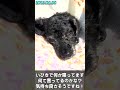 いびきで会話する老犬トイプードルが可愛すぎる www conversation with snoring shorts