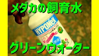 メダカの飼育水　グリーンウォーターを作る！１週間　　#めだか#グリーンウォーター#青水　ハイポネックス使用　#グリーンウォーターの作り方