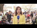 날씨 백조와 어우러진 벚꽃...완연한 봄 날씨 ytn yes top news