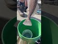 Nice speckled trout release ￼