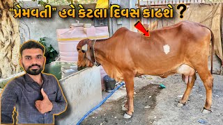 આપડી ગાય “પ્રેમવતી” હવે વીયાણ ઉપર આવી 🤗 | ક્યારે વિયાશે ? | 28/02/2024